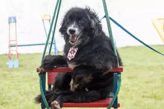 Pets idosos precisam de atenção redobrada