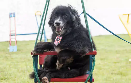 Pets idosos precisam de atenção redobrada