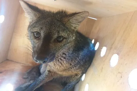 Cachorro-do-mato é resgate de número 200 da Secretaria de Meio Ambiente neste ano