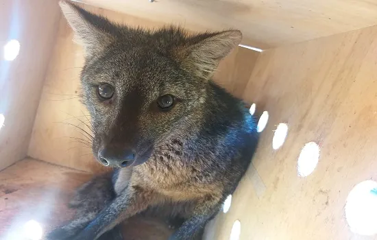 Cachorro-do-mato é resgate de número 200 da Secretaria de Meio Ambiente neste ano