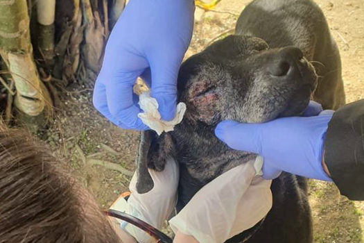 Equipe de Proteção à Fauna de Ribeirão Pires resgata cachorro idoso