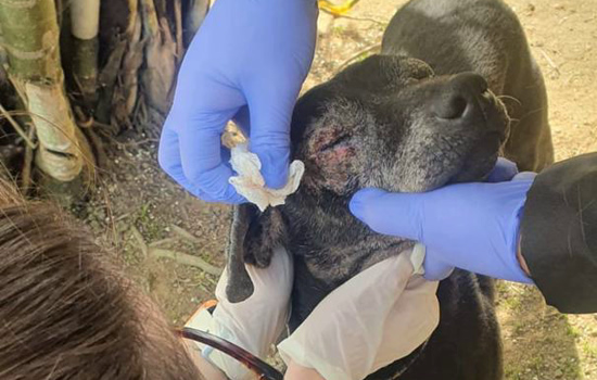 Equipe de Proteção à Fauna de Ribeirão Pires resgata cachorro idoso