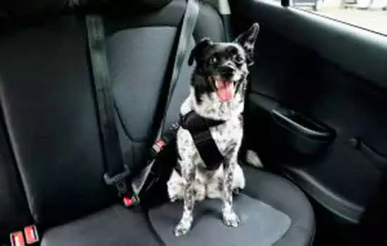 Dicas para viajar com os pets de carro