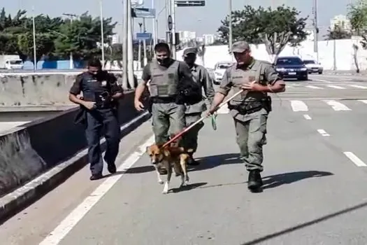 Guarda Ambiental de São Bernardo resgata cachorro ilhado no córrego Ribeirão dos Meninos