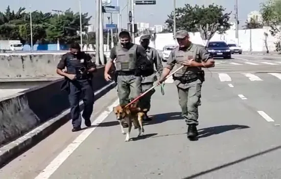 Guarda Ambiental de São Bernardo resgata cachorro ilhado no córrego Ribeirão dos Meninos