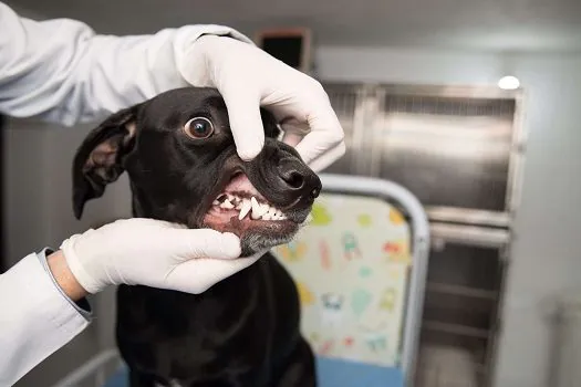 Manter a higiene oral ajuda a evitar complicações na saúde dos pets