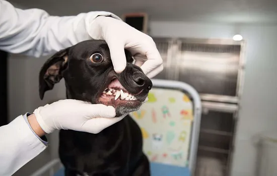 Manter a higiene oral ajuda a evitar complicações na saúde dos pets