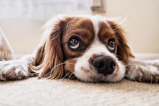 Cães estão cada vez mais estressados