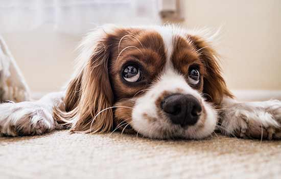 Cães estão cada vez mais estressados