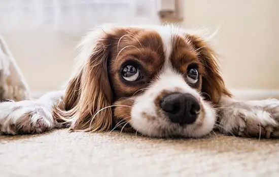 Cães estão cada vez mais estressados