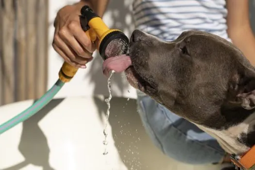 Veja como cuidar dos animais de estimação durante o verão