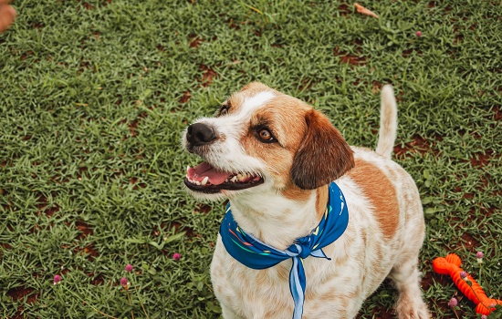 Adoção animal: o que você precisa saber para mudar a sua vida e a de um pet