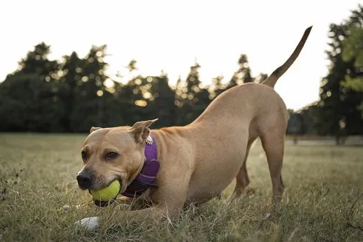 Veja quatro dicas para aproveitar as férias com os animais de estimação no meio do ano