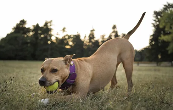 Veja quatro dicas para aproveitar as férias com os animais de estimação no meio do ano