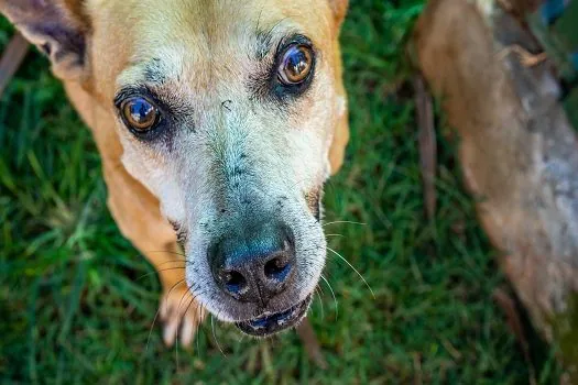 Festa “Amor de Pet” promove a adoção de 28 cães e gatos, em único dia