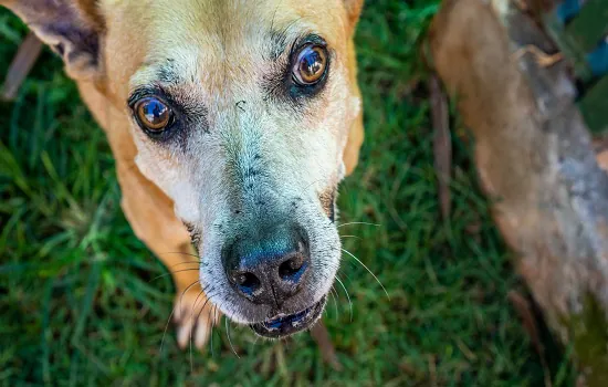 Festa “Amor de Pet” promove a adoção de 28 cães e gatos