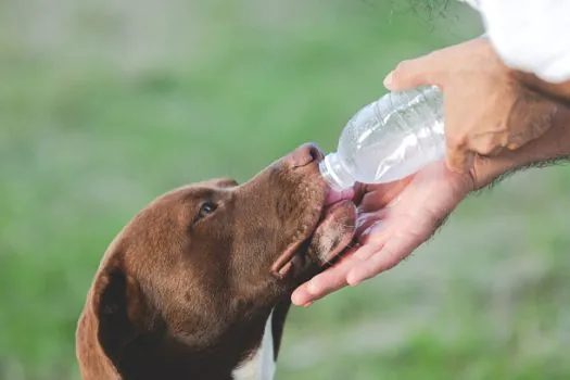 Excesso de calor pode colocar a vida de cães e gatos em risco