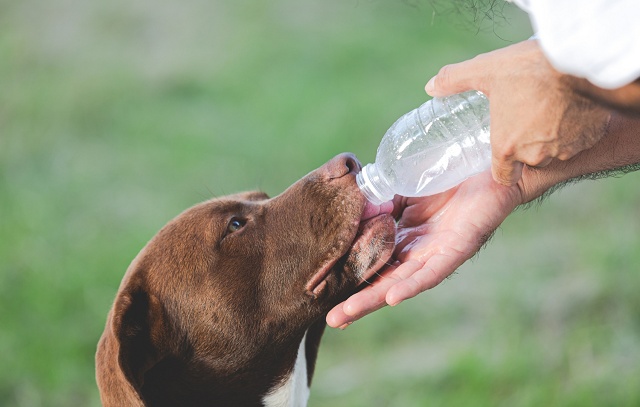 Excesso de calor pode colocar a vida de cães e gatos em risco