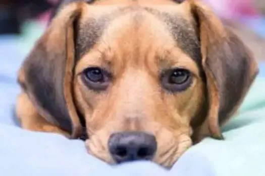 Público e gratuito, novo curso técnico em Veterinária é oferecido pelo CPS