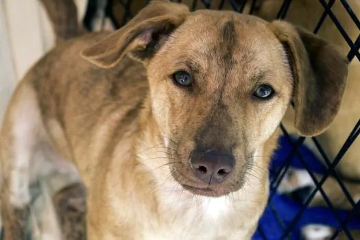 Shopping Praça da Moça realiza Feira de Adoção de Animais