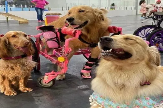 Cachorródromo promove grande encontro de cães especiais