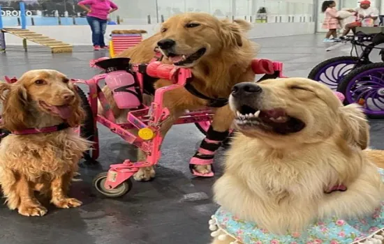 Cachorródromo promove grande encontro de cães especiais