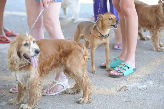 SP inicia Semana Animal com programação repleta de atrações e serviços gratuitos