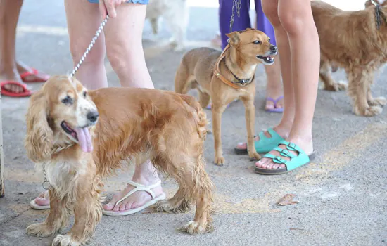 Passeios com pets devem ter cuidados redobrados por conta das altas temperaturas