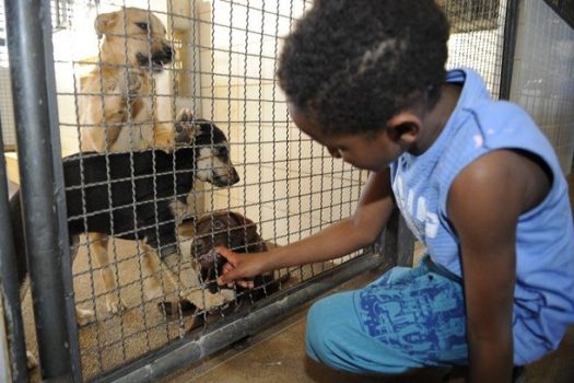 Cuida Pet SP incentiva guarda responsável com serviços gratuitos para animais