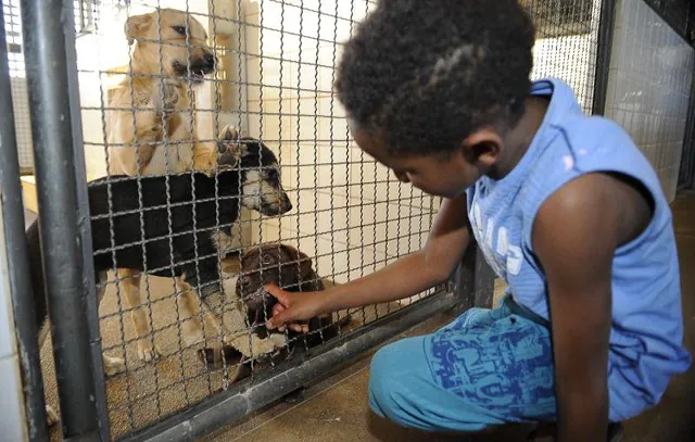 Cuida Pet SP incentiva guarda responsável com serviços gratuitos para animais