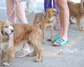 Título do post: Passeio com ces e gatos benefcios e cuidados com os animais de estimao