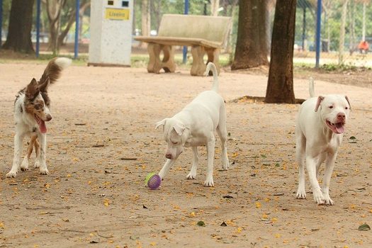 Cosap e DVZ divulgam ações da 1ª Semana Animal SP em duas estações do Metrô