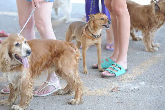 DF inicia campanha de castração de cães e gatos