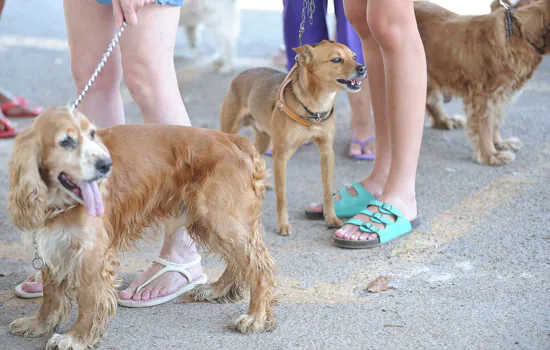 DF inicia campanha de castração de cães e gatos