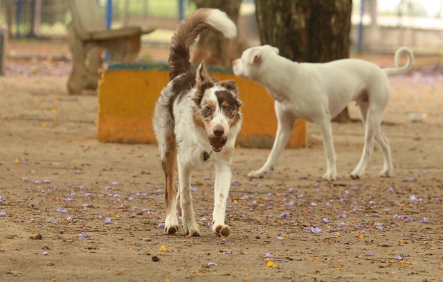 Cosap arrecada produtos para cães e gatos vítimas das chuvas no litoral norte