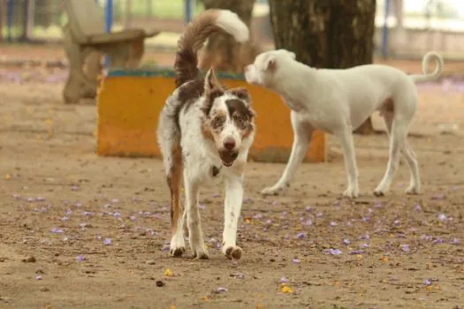 Governo suspende oito lotes de vacina animal contra Leishmaniose