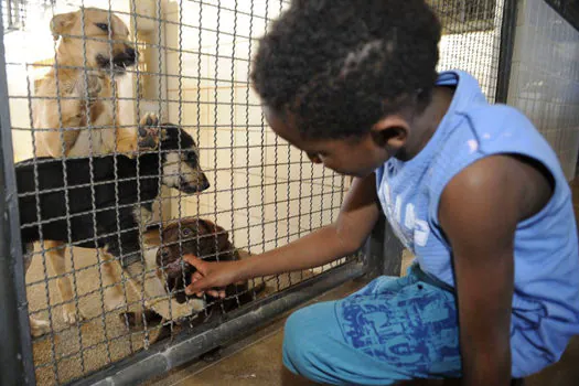 Especialista ensina o que fazer quando os cachorros sofrem de depressão e ansiedade