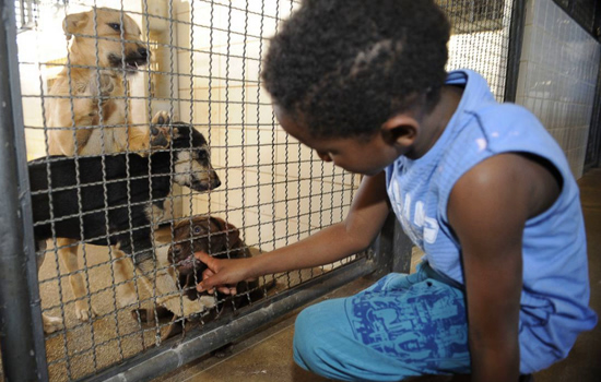 SP: Ações educativas da Cosap incentivam crianças protegerem e respeitarem os animais