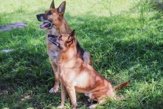 GCM de Ribeirão Pires procura novo lar para cães policiais aposentados