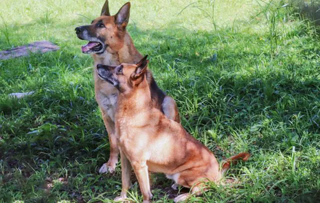 GCM de Ribeirão Pires procura novo lar para cães policiais aposentados