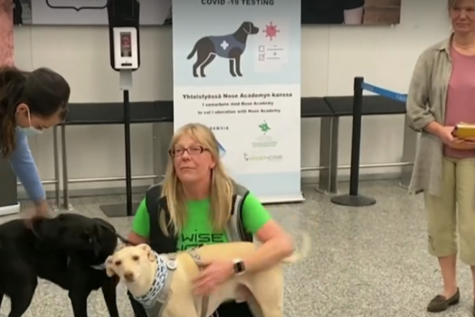 Cães são usados para detectar coronavírus em aeroporto na Finlândia