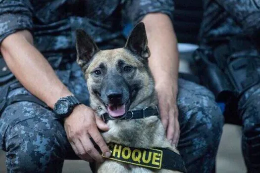 Cães farejadores ajudam na apreensão de 1.700 porções de drogas na Cracolândia