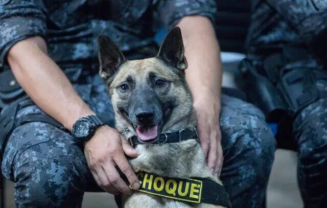 Cães farejadores ajudam na apreensão de 1.700 porções de drogas na Cracolândia