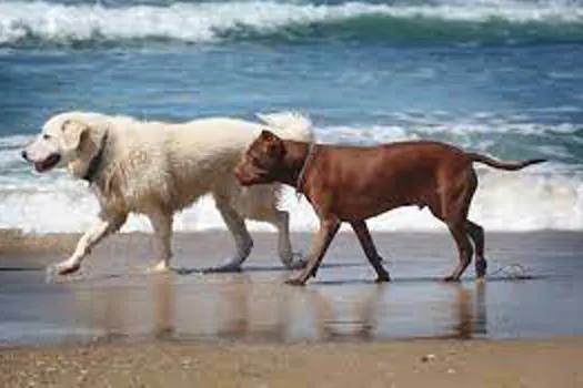 Começa a valer em Santos lei que permite cachorros na praia