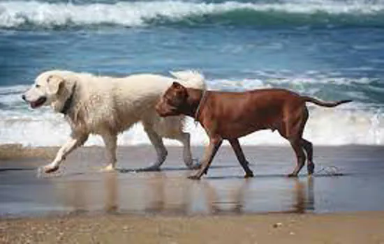 Começa a valer em Santos lei que permite cachorros na praia