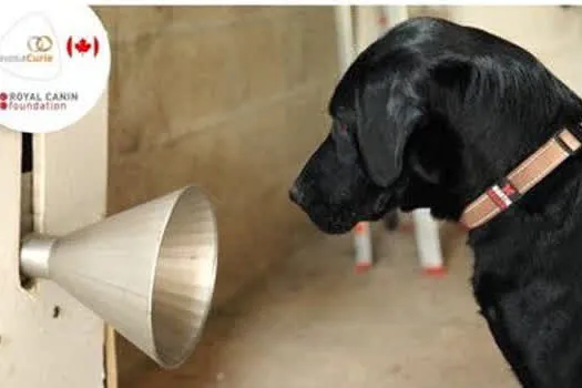 Outubro Rosa: Como cães ajudam na prevenção do Câncer de Mama