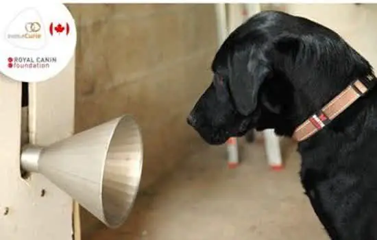 Outubro Rosa: Como cães ajudam na prevenção do Câncer de Mama