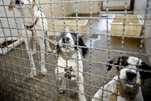 Novembro Azul Pets: mês de conscientização ao câncer de próstata em animais de estimação