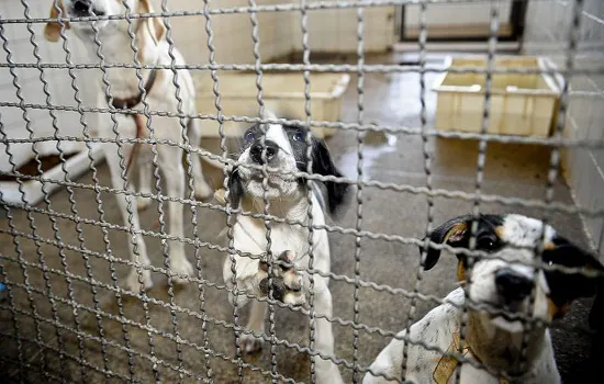 Novembro Azul Pets: mês de conscientização ao câncer de próstata em animais de estimação