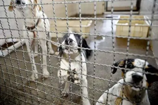 Polícia apura se uso de herbicida glifosato envenenou 40 cães no Rio